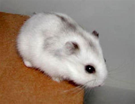 cx hamster|Chinese Hamster